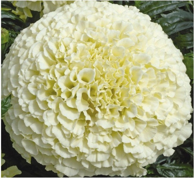 8% OFF on Agricart AGRI225 Marigold African Vanilla F1-White 500 Seeds Pack Seed 500 per packet