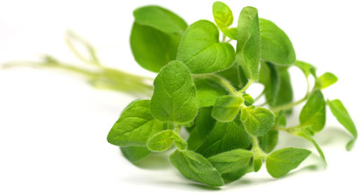 58% OFF on E-plant Herbseeds Oregano Seed 50 per packet