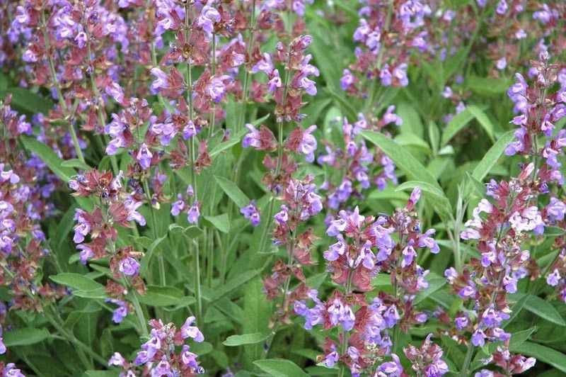 39% OFF on E-Plant Sage all seasons Sage Seed 30 per packet 39% OFF on E-Plant Sage all seasons Sage Seed 30 per packet