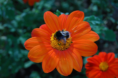 65% OFF on E-Plant Tithonia summer Seed 50 per packet
