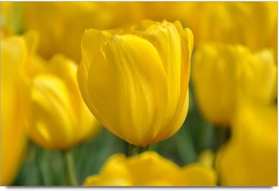 34% OFF on Amy Beautiful Rio 2 Paper Print 34% OFF on Amy Beautiful Rio 2 Paper Print