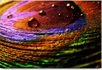 50% OFF on Rain Drop on feather Paper Print