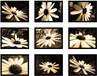 23% OFF on Daisy Flower Prints Fine Art Print 23% OFF on Daisy Flower Prints Fine Art Print