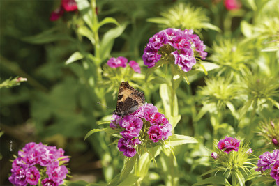 16% OFF on Shopisky Pussy Toes Everlasting Flowers Garden Butterfly Paper Print