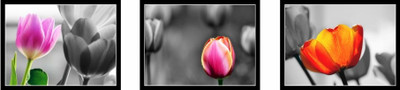 44% OFF on 3 Colorful Tulip Posters Photographic Paper