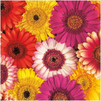 Montage - Splash Of Color I Fine Art Print