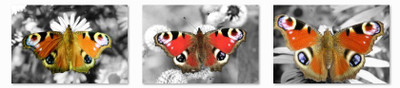 44% OFF on 3 Peacock Butterfly Posters Photographic Paper