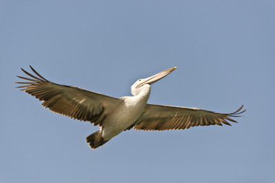 50% OFF on In Flight Paper Print