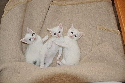 40% OFF on Cute Little Three Baby Cats Paper Print