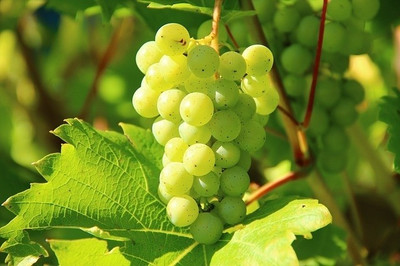 16% OFF on Garden-Fresh Grapes Poster Paper Print