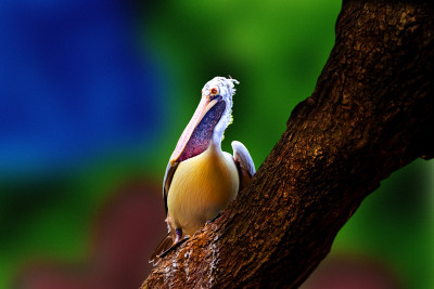 50% OFF on Pelican 04 Paper Print 50% OFF on Pelican 04 Paper Print