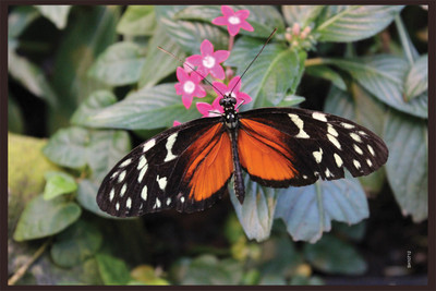 16% OFF on Shopisky Butterfly Insect Flower Nature Orange Red Paper Print