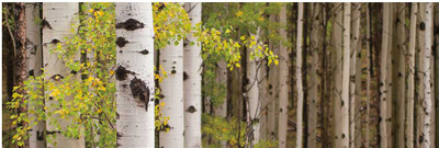 Montage - White Forest Standing Fine Art Print Montage - White Forest Standing Fine Art Print