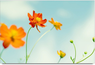 34% OFF on Orange Sky Flawers Paper Print 34% OFF on Orange Sky Flawers Paper Print
