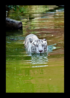 50% OFF on Walking on Canvas Art 50% OFF on Walking on Canvas Art