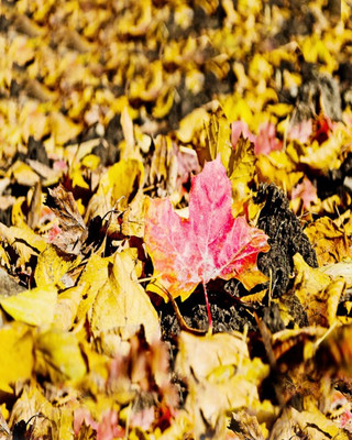 1% OFF on Wonder Images Autum Leaves with Back Framing Canvas Art