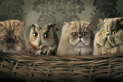 62% OFF on Owl With Cats Poster Photographic Paper
