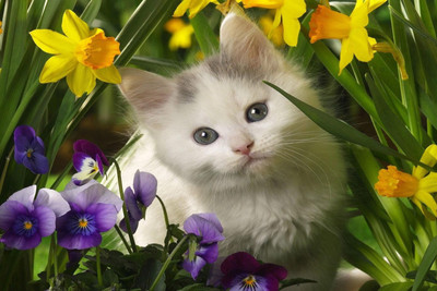 31% OFF on Just Cute - White Cat With Flowers Paper Print 31% OFF on Just Cute - White Cat With Flowers Paper Print