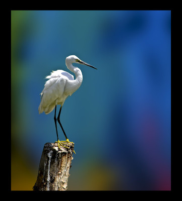 50% OFF on Little Egret Paper Print 50% OFF on Little Egret Paper Print