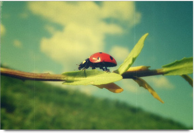 75% OFF on Amy Vintage Ladybug Crawling on The Stem of Tree 3D Poster 75% OFF on Amy Vintage Ladybug Crawling on The Stem of Tree 3D Poster