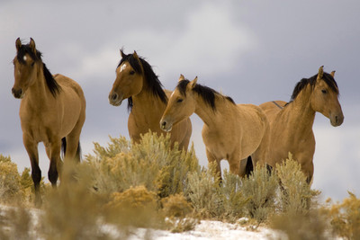 50% OFF on Running Horses Poster Paper Print