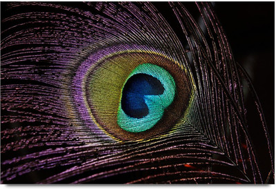 50% OFF on Peacock beautiful feather Paper Print 50% OFF on Peacock beautiful feather Paper Print