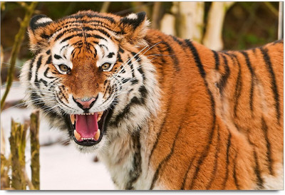 34% OFF on Tiger 2 Paper Print 34% OFF on Tiger 2 Paper Print