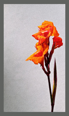 50% OFF on Beauty in Paper Print