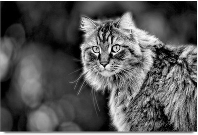 34% OFF on Amy Cat Wild Animal 3D Poster 34% OFF on Amy Cat Wild Animal 3D Poster