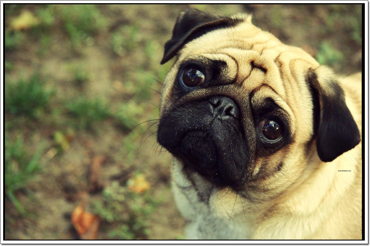 50% OFF on Dogs Poster Paper Print 50% OFF on Dogs Poster Paper Print