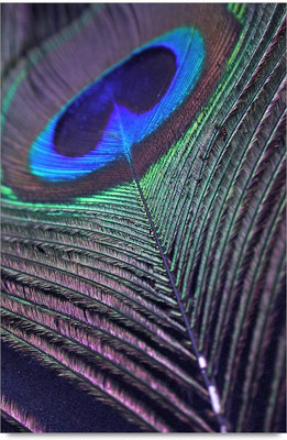 50% OFF on Peacock Blue Colour Feather Paper Print 50% OFF on Peacock Blue Colour Feather Paper Print