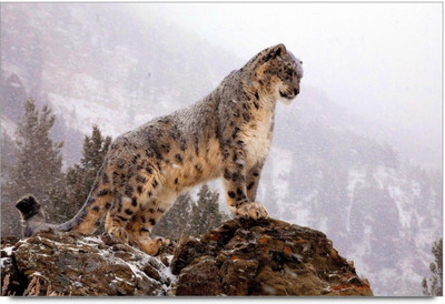 34% OFF on Amy Cute Mini Red Kattel Paper Print