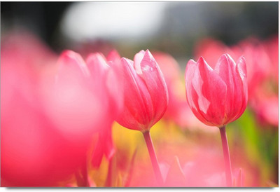 75% OFF on Amy Beautiful Pink Tulip Flowers Paper Print