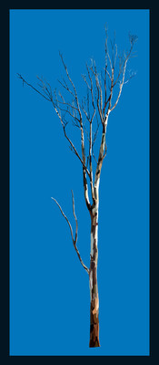 50% OFF on Colours of The Eucalyptus 02 Canvas Art