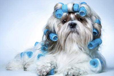 31% OFF on Just Cute - Dog Makeup Paper Print 31% OFF on Just Cute - Dog Makeup Paper Print