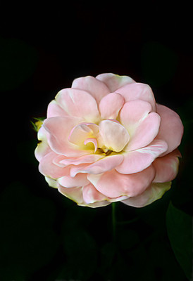 50% OFF on Colourful Flowers 62 Paper Print