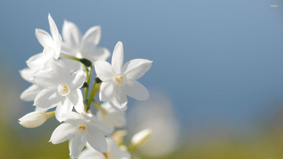 50% OFF on White flower Photographic Paper