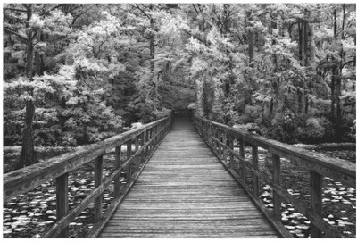 Montage - A Walk Into Tranquility Fine Art Print