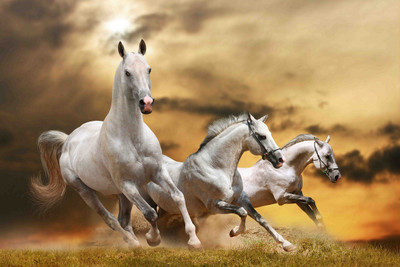 69% OFF on Horse Picture Canvas Art 69% OFF on Horse Picture Canvas Art