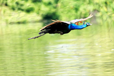 50% OFF on In Flight Canvas Art