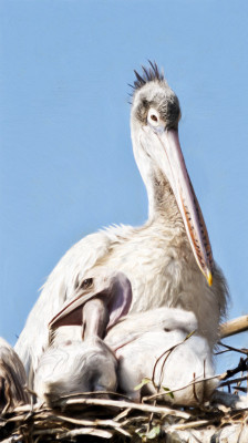 50% OFF on Pelican nest Canvas Art 50% OFF on Pelican nest Canvas Art
