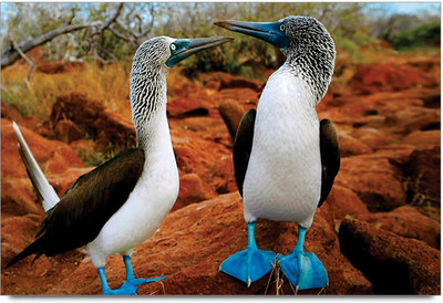 34% OFF on Amy Cute Little Animals 3D Poster 34% OFF on Amy Cute Little Animals 3D Poster