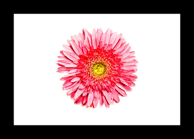 50% OFF on Gerbera Pink Paper Print