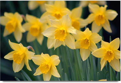 34% OFF on Amy Beautiful White Flower Daisy Paper Print