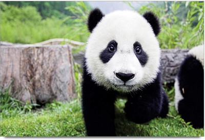 34% OFF on Amy Mammals Panda Cute 3D Poster