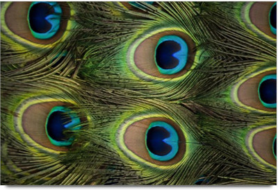 50% OFF on Peacock Feather Paper Print 50% OFF on Peacock Feather Paper Print
