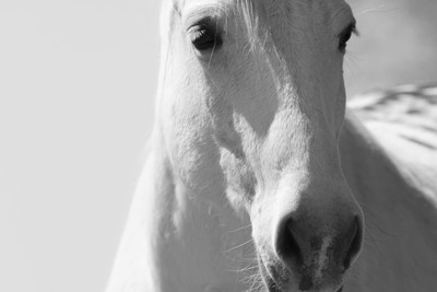 50% OFF on Beautiful White Horse Poster Paper Print 50% OFF on Beautiful White Horse Poster Paper Print