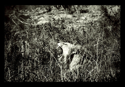 50% OFF on Lion 02 Paper Print 50% OFF on Lion 02 Paper Print