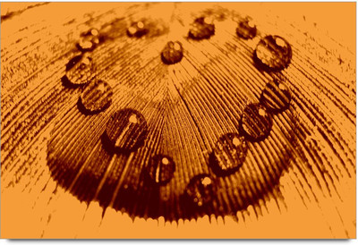 50% OFF on Yellow Peacock feather Paper Print 50% OFF on Yellow Peacock feather Paper Print