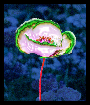 50% OFF on Poppies 06 Canvas Art